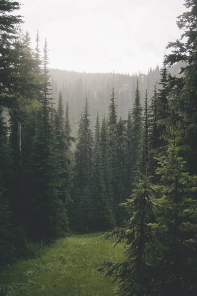 Форкс лес Эстетика