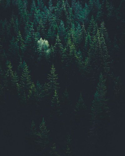 Хвойный лес сверху