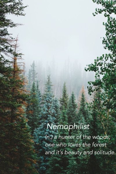 Хвойный лес