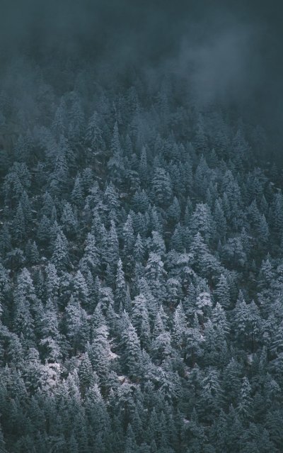 Зимний лес сверху