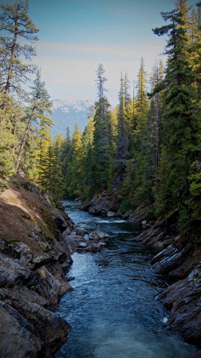 Река в лесу