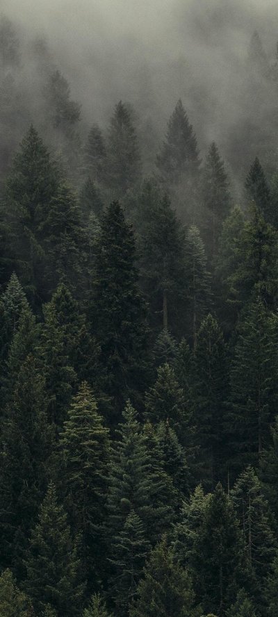 Лес в тумане