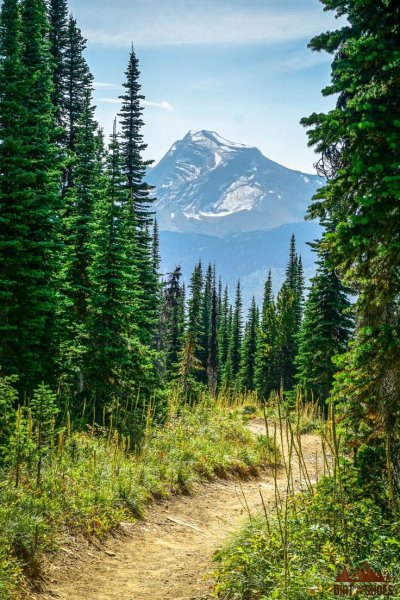 Лес Северной Америки