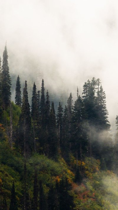 Лес в тумане