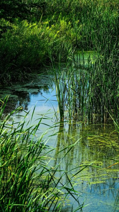 Болотная вода