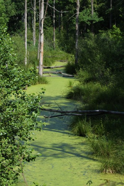 Летний лес средняя полоса