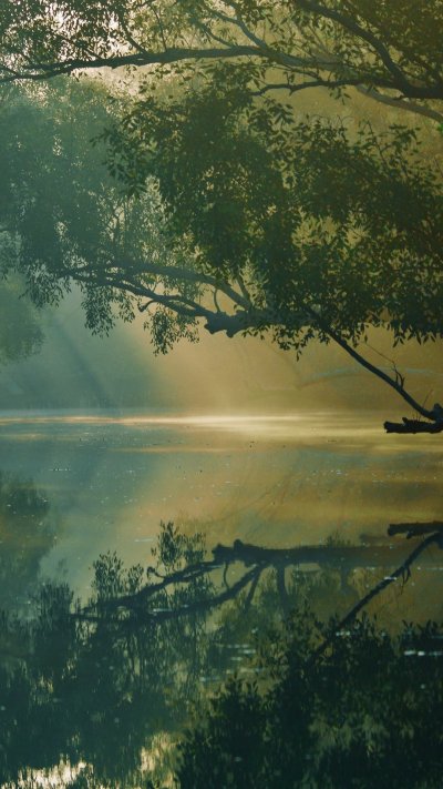 Лес Сундарбан