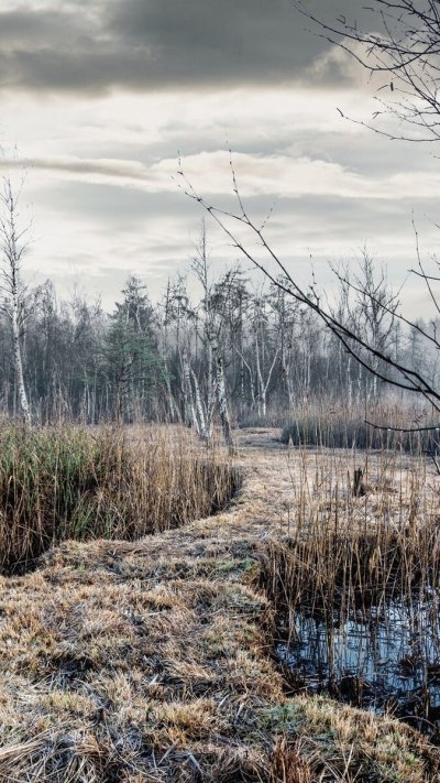 Болото трясина Топь камыши
