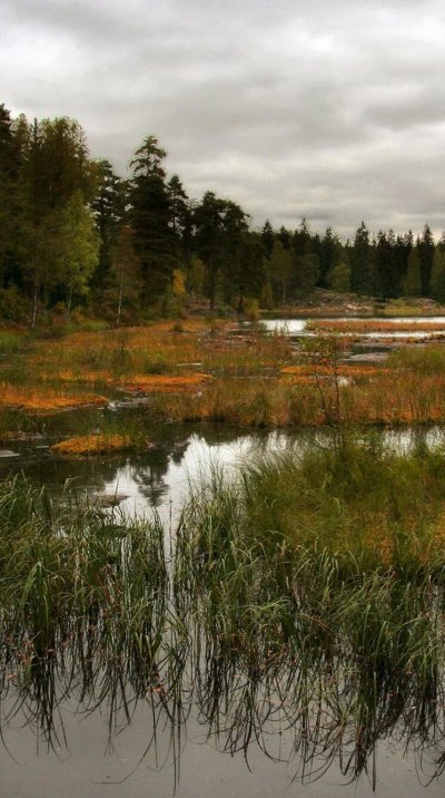 Болотистая местность