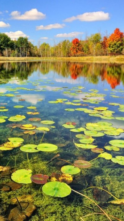 Озеро с кувшинками
