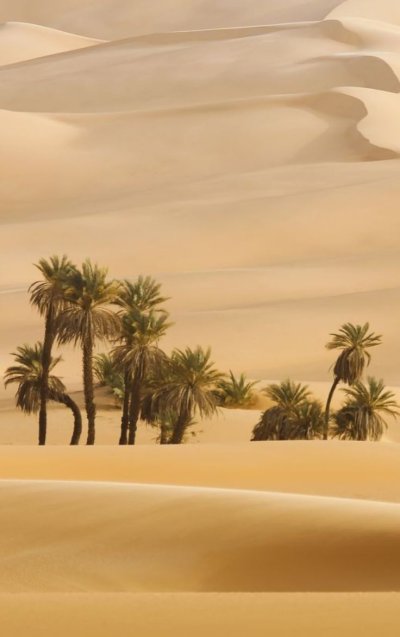 Пустынная Пальма