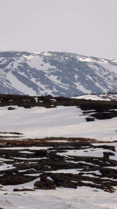 Телефон тундра