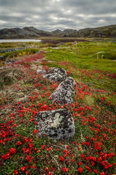 Териберка тундра