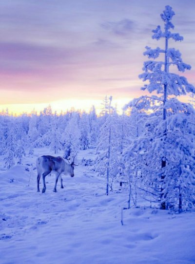 Природа севера