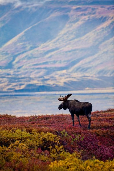 Арктическая тундра Северной Америки