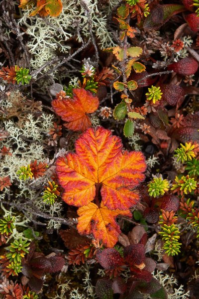 Цветы тундры