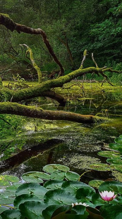 Остров Якусима