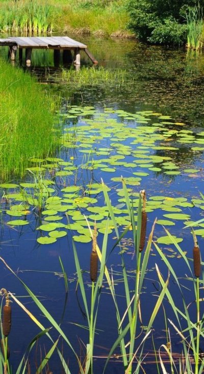 Пруд с кувшинками