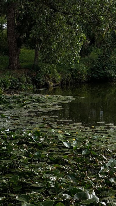 Болотные пруды