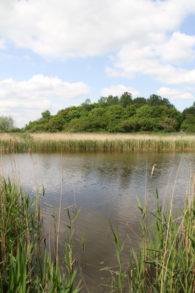 Лисичкино озеро Шахты