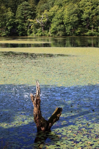 Дерево у воды