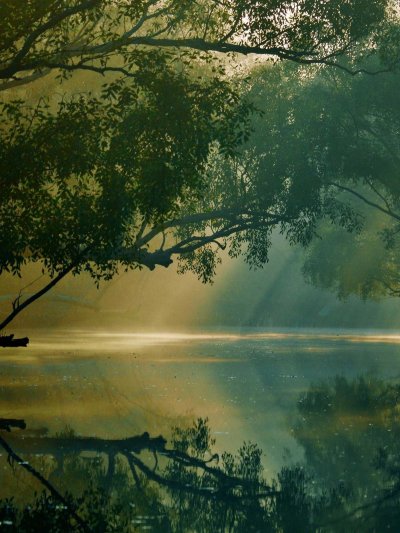 Лес Сундарбан