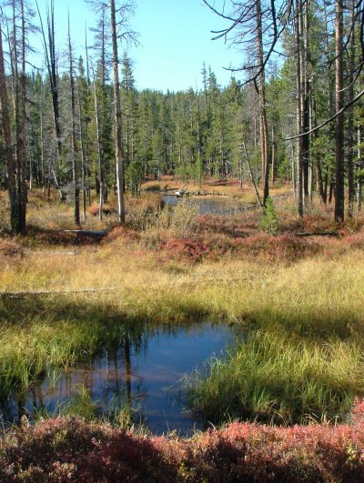 Болотистые леса Румыния