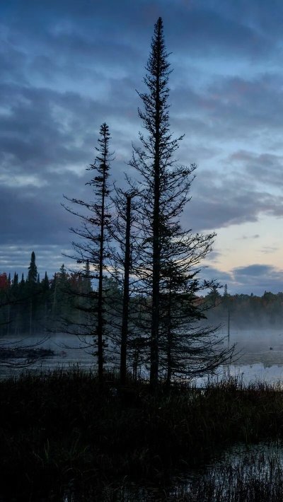 Болотные топи