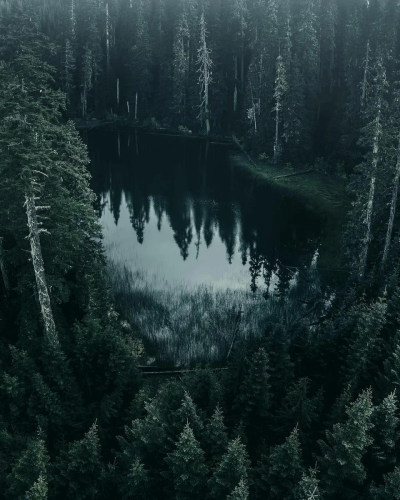 Atmospheric Black Metal лес