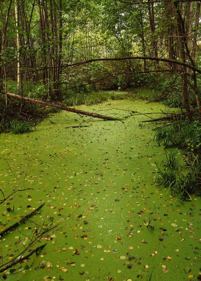 Ряска Болотная
