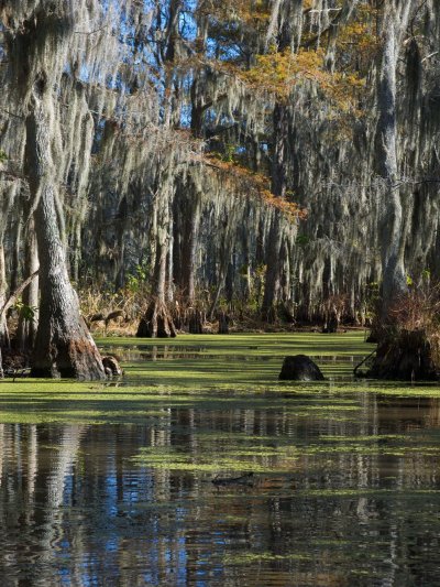 Болота Манчак в Луизиане