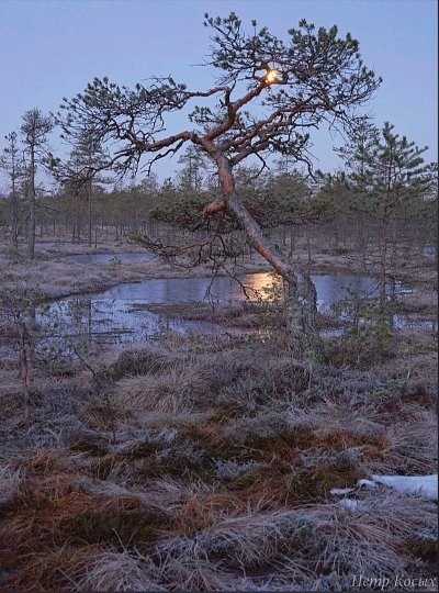 Гримпенская трясина