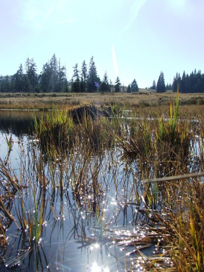 Болото фото