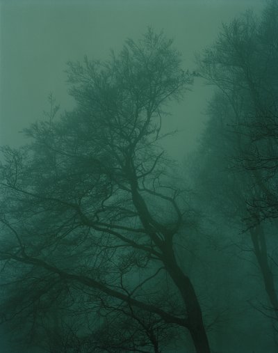 Эстетика темно зеленого цвета