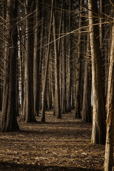 Лес в коричневых тонах