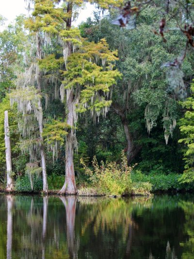 Болотный Кипарис