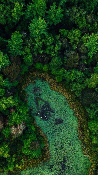 Лес с высоты