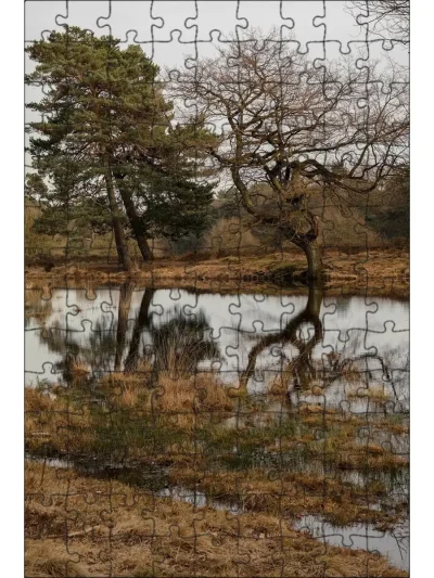 Деревья на болоте