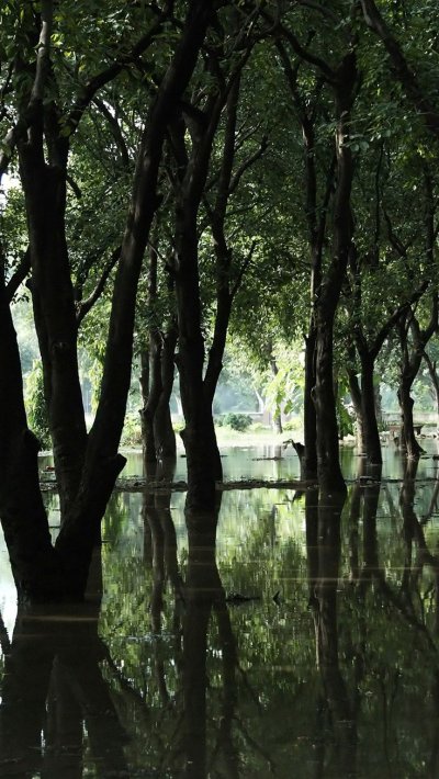 Затопленный лес