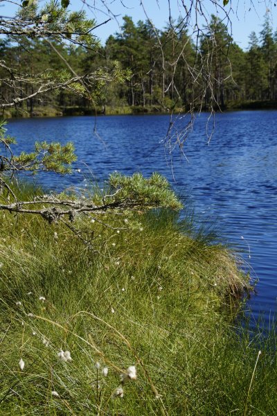 Водно-болотные угодья
