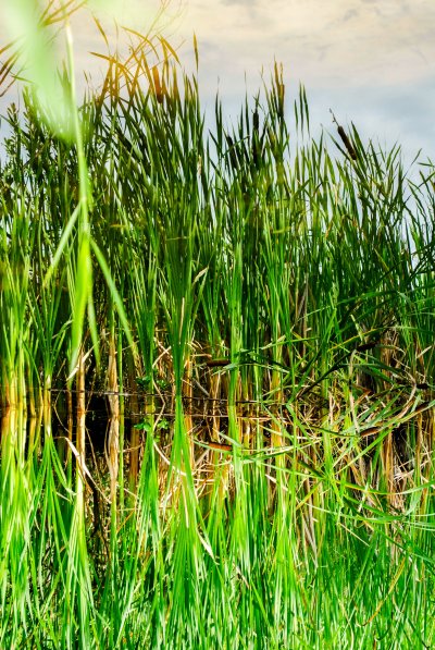 Трава болотных пастбищ