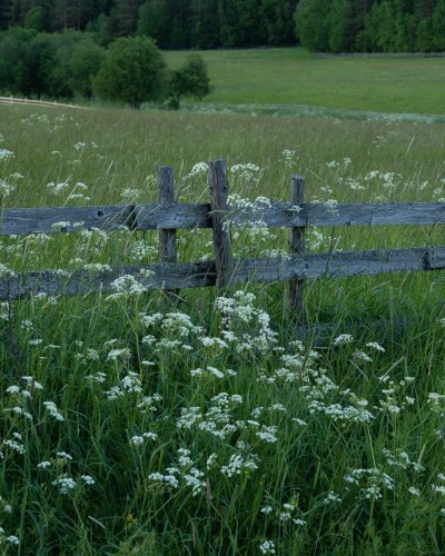 Трава болотных пастбищ