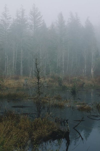 Болотная Топь Эстетика