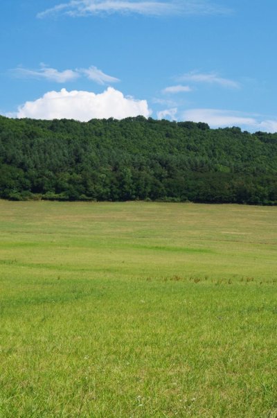 Лес на горизонте