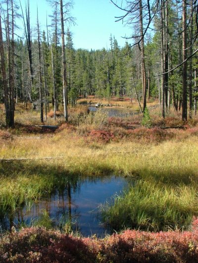 Болотные луга