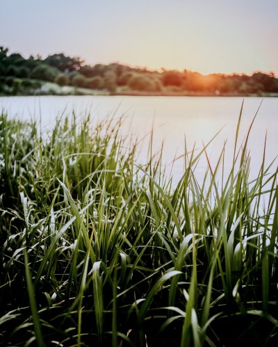 Отава трава