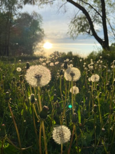 Одуванчики