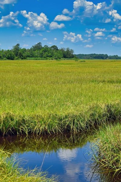 Водно-болотные угодья
