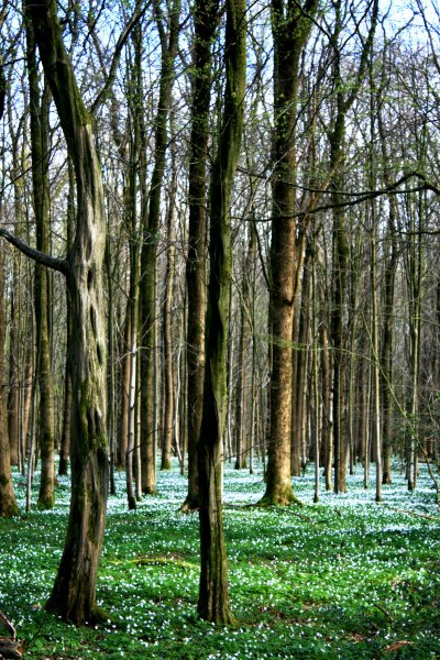 Лес весной фото