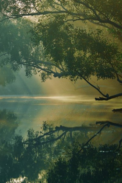 Лес Сундарбан